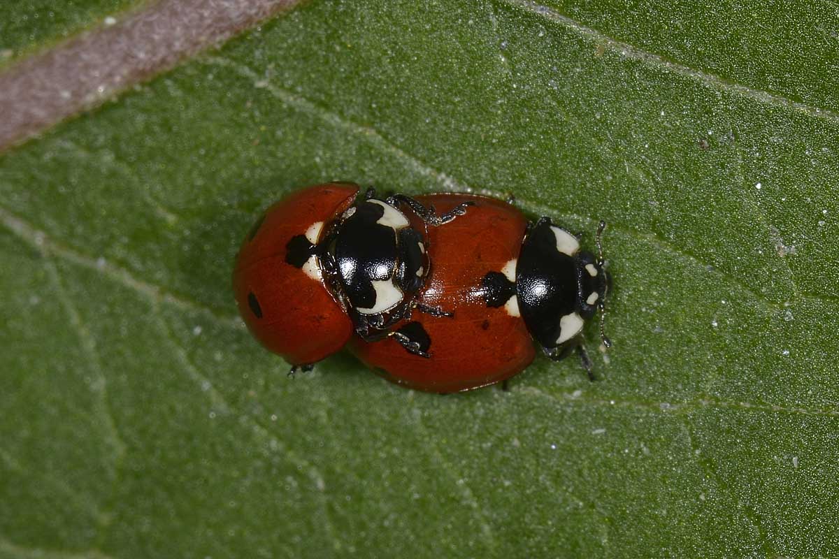 Coccinella quinquepunctata? Si!